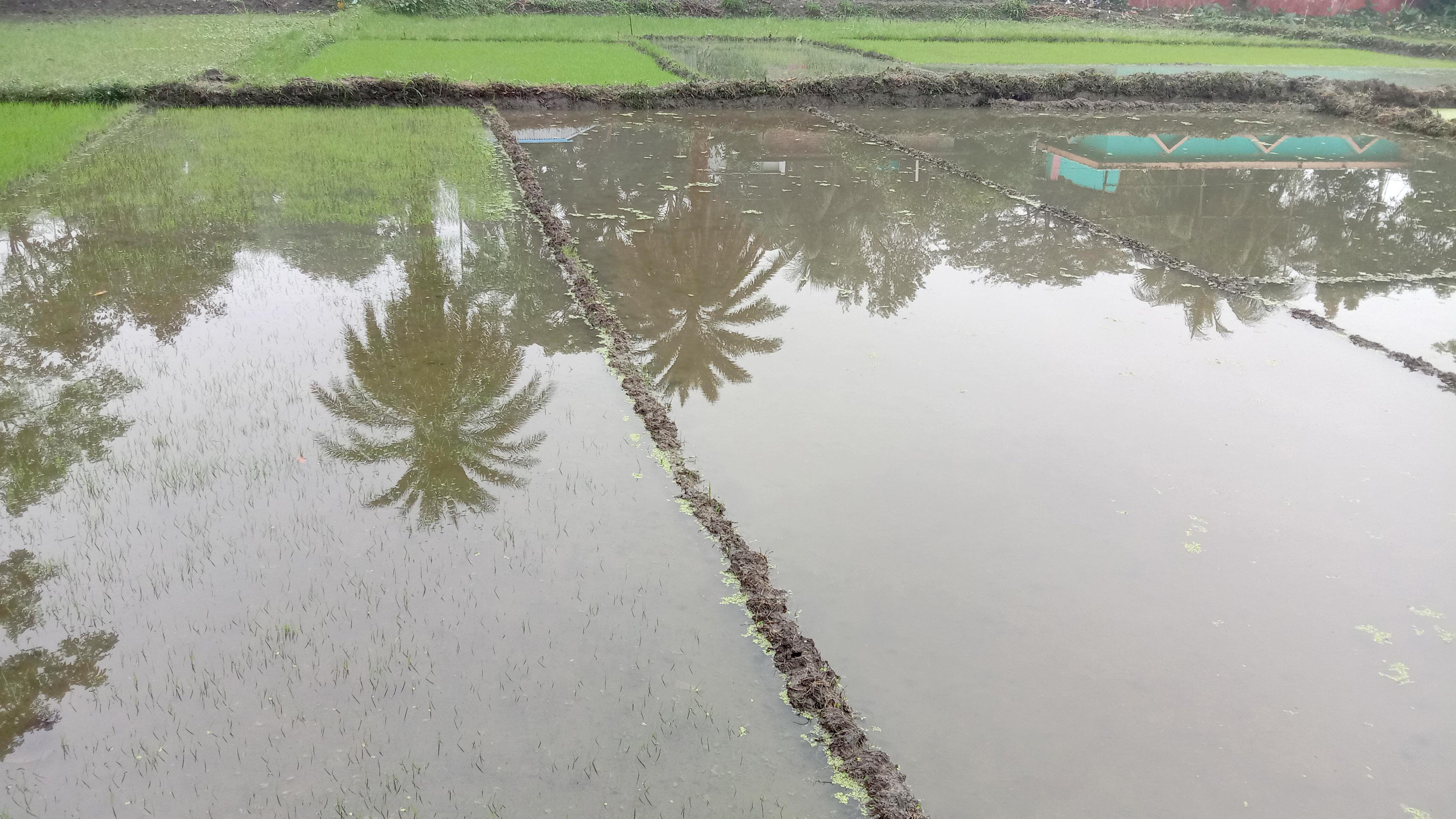 টানা বৃষ্টিতে দুশ্চিন্তায় মোল্লাহাটের কৃষকেরা