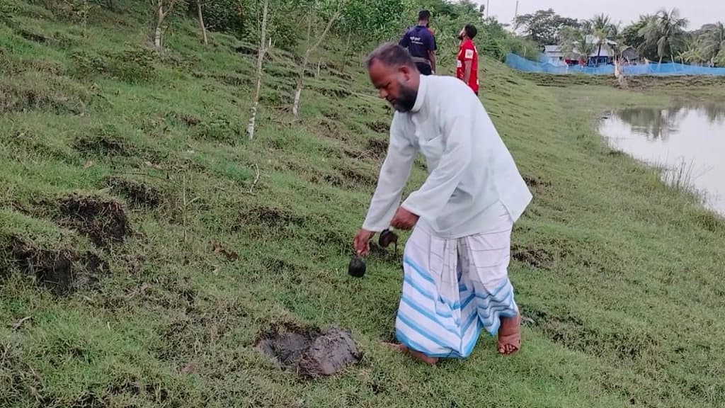 কলাপাড়ায় ১ লাখ তালের চারা রোপণের উদ্যোগ কৃষক কামালের