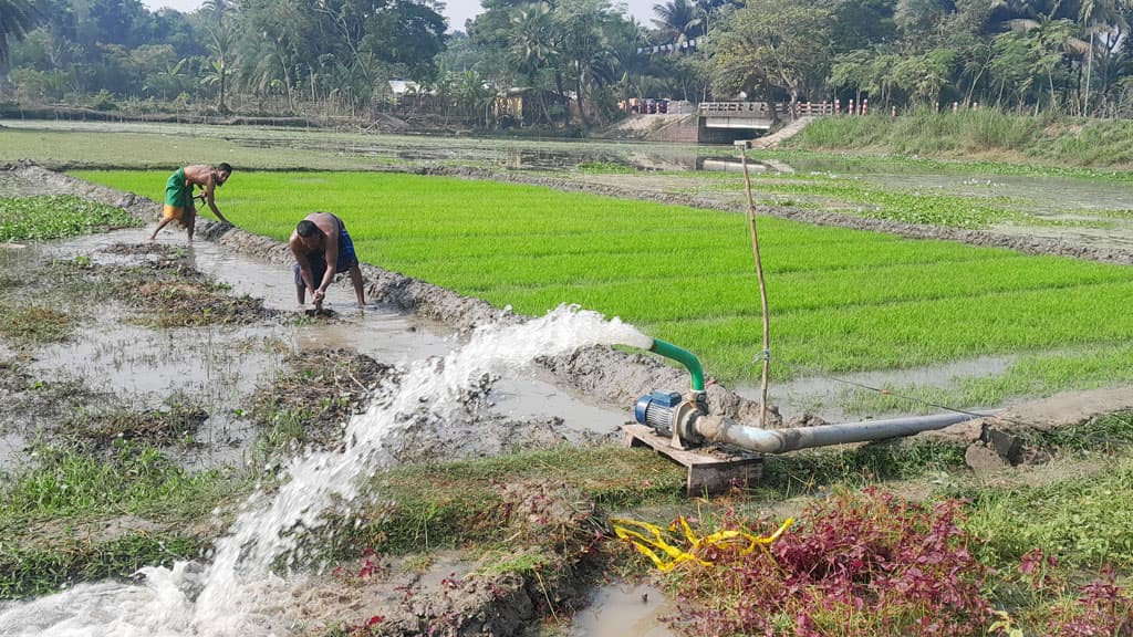 নদীর পানি বীজতলায় বিপাকে বোরোচাষি