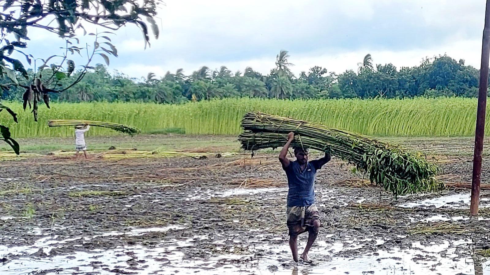 পুকুর ভাড়া নিয়ে পাট জাগ দিচ্ছেন চাষিরা