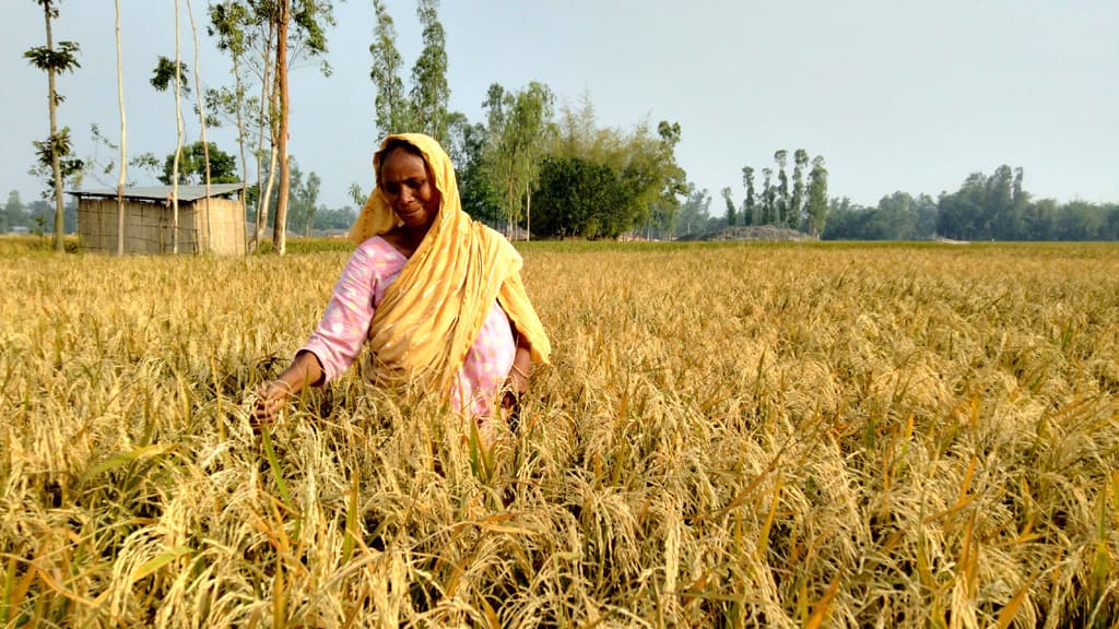 ভাটার ধোঁয়ায় শতাধিক একর জমির ধান নষ্ট