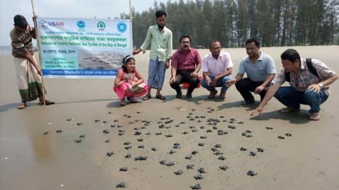 টেকনাফে ১৩৭ কাছিমের বাচ্চা সাগরে অবমুক্ত