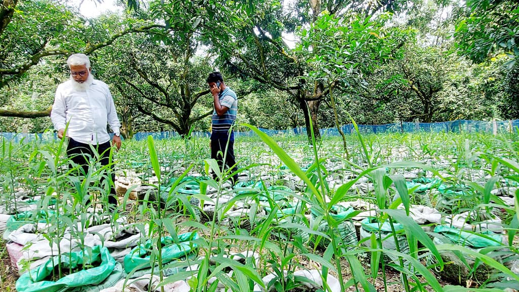 আমবাগানের ছায়ায় ঘুরবে অর্থনীতির চাকা