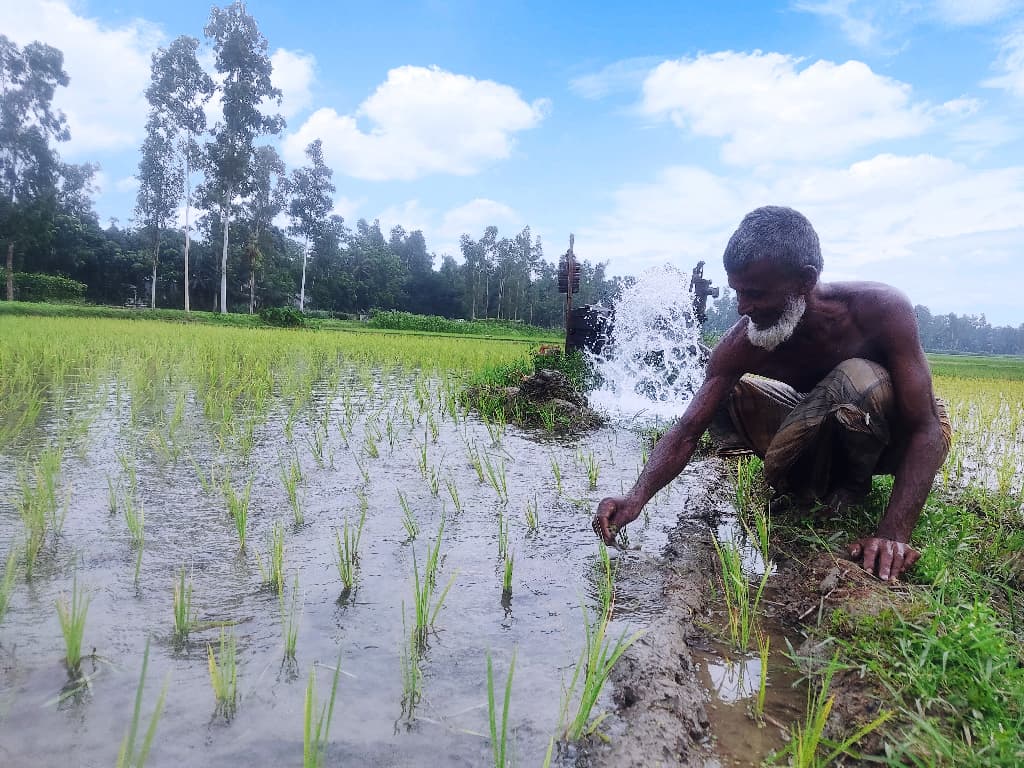 বোরো মৌসুমে লোডশেডিং, সেচ নিয়ে বিপাকে কৃষক