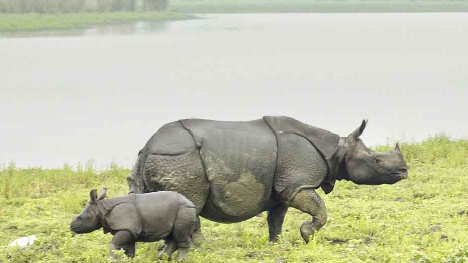 আসামে বন্যা পরিস্থিতির অবনতি, মৃত ৪ 