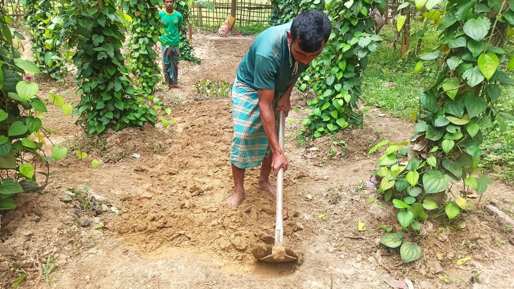 গোলমরিচে নতুন আশা