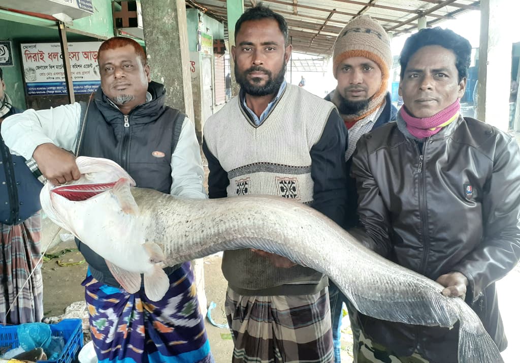 ৬ মাস ধরে ফেলেন বড়শি, অবশেষে আটকা পড়ল ১৮ কেজির বোয়াল