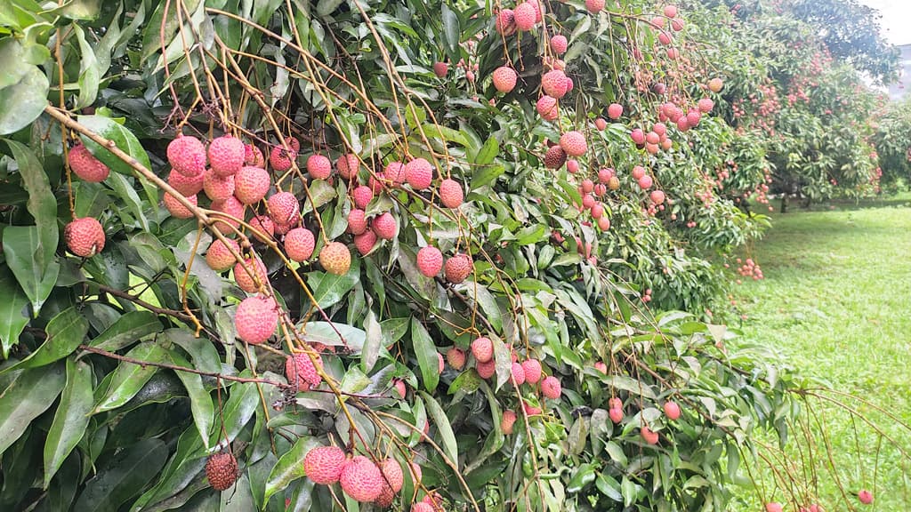 লিচুর ফলন ভালো, দাম কম হওয়ায় মলিন চাষির মুখ