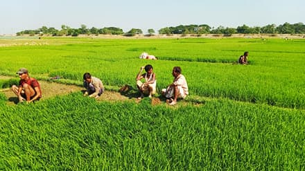 বোরো আবাদে ব্যস্ত কৃষকেরা