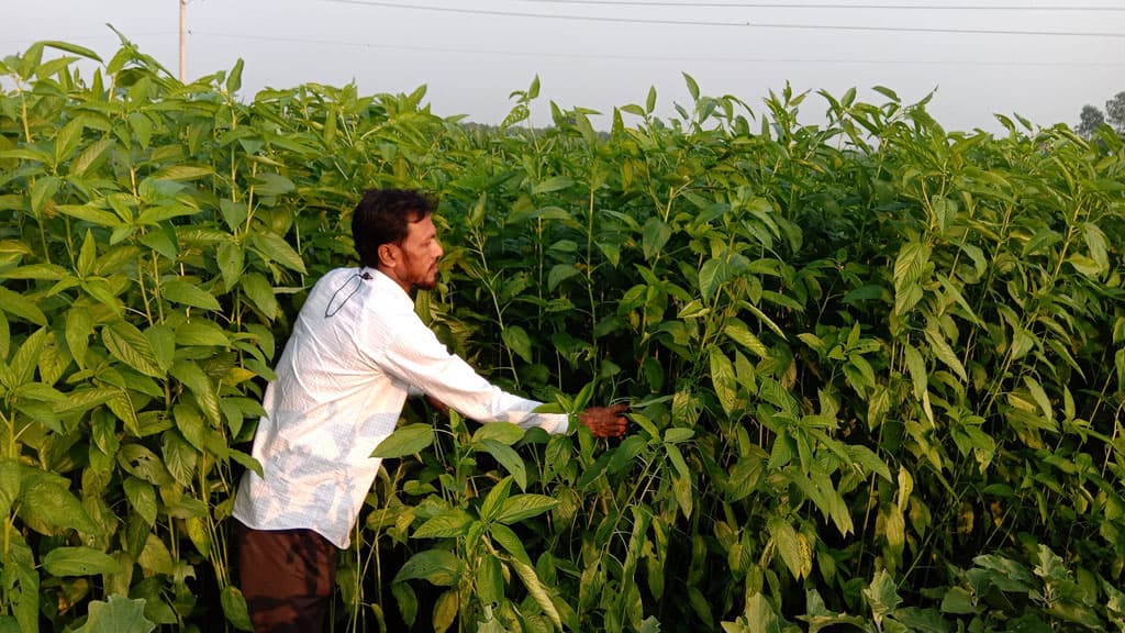 কৃষক পর্যায়ে পাটবীজ উৎপাদনে সফলতা