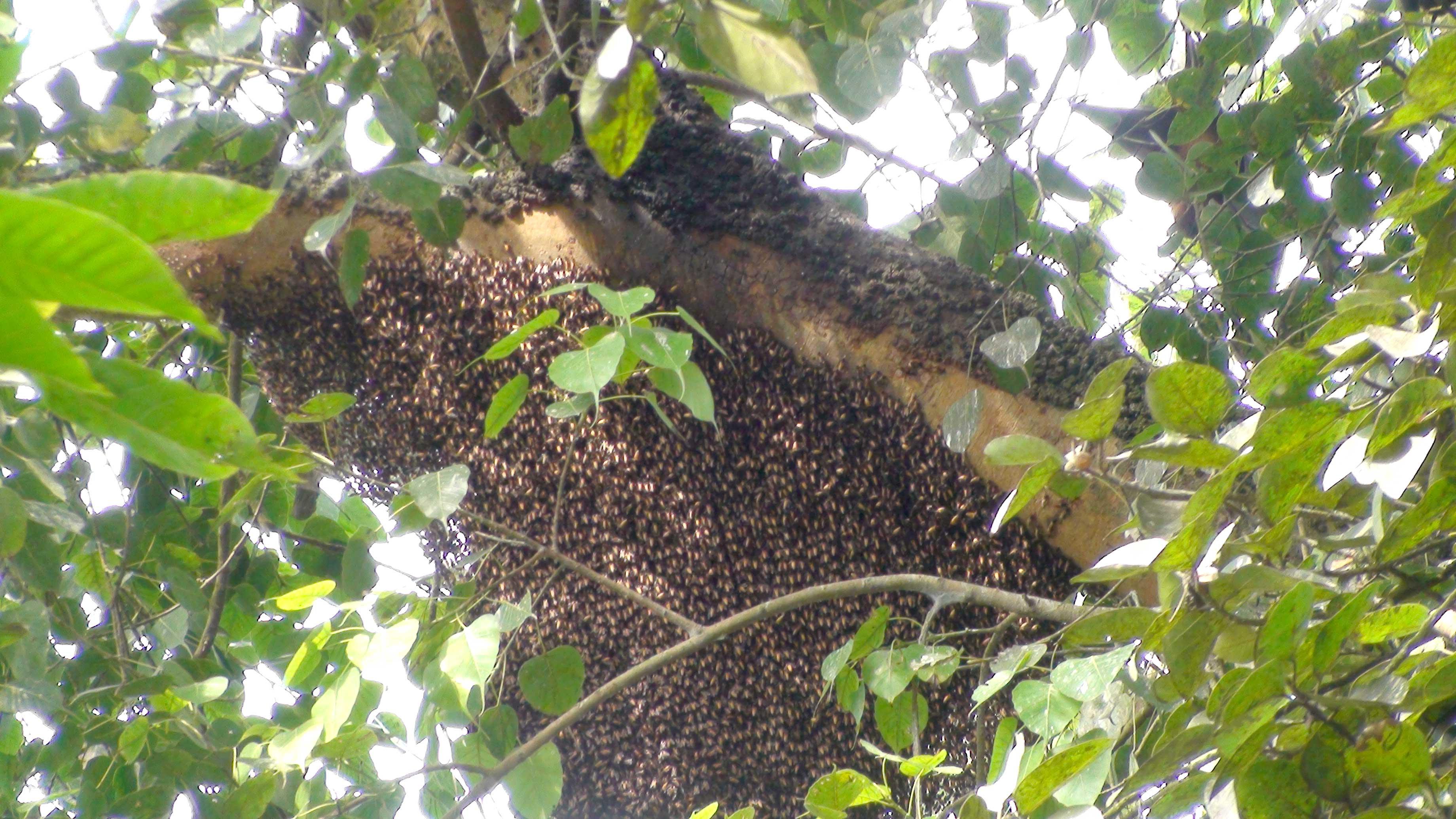 দৌলতপুরে মৌমাছির কামড়ে বৃদ্ধর মৃত্যু