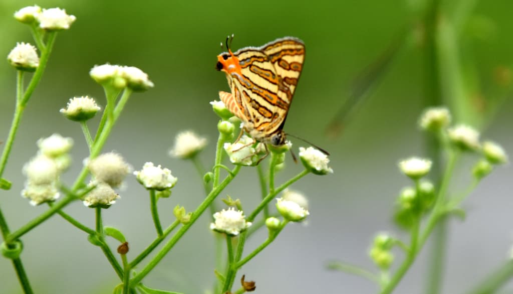 দিনের ছবি (১৩ জুলাই ২০২৪)