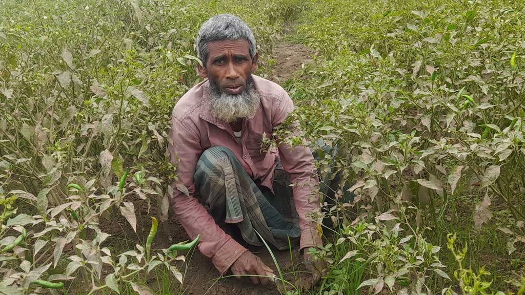 মরিচখেতেই ব্যস্ত ভোটার