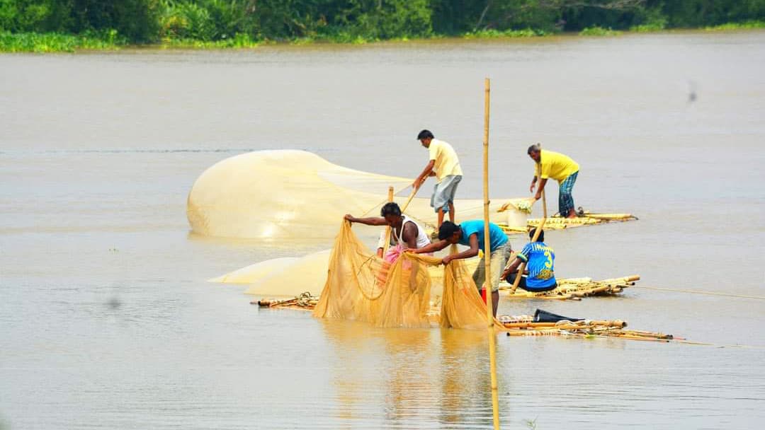 হালদায় পুরোদমে ডিম ছেড়েছে কার্প মাছ, উৎসব করে চলছে সংগ্রহ 