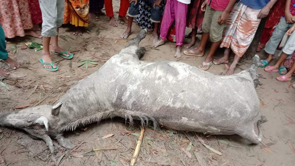 গ্রামবাসীর ধাওয়া খেয়ে ‘আতঙ্কেই’ মারা গেল নীলগাই