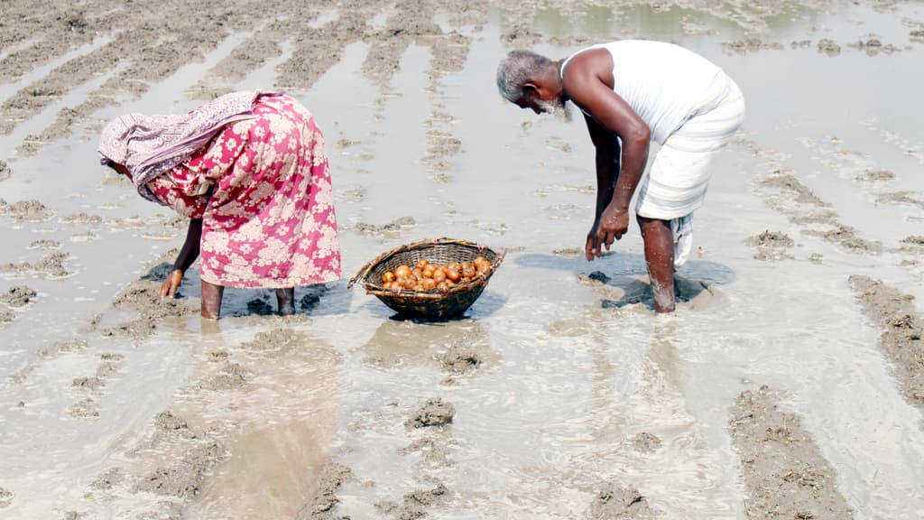 বৃষ্টিতে ফসলের ক্ষতির শঙ্কা