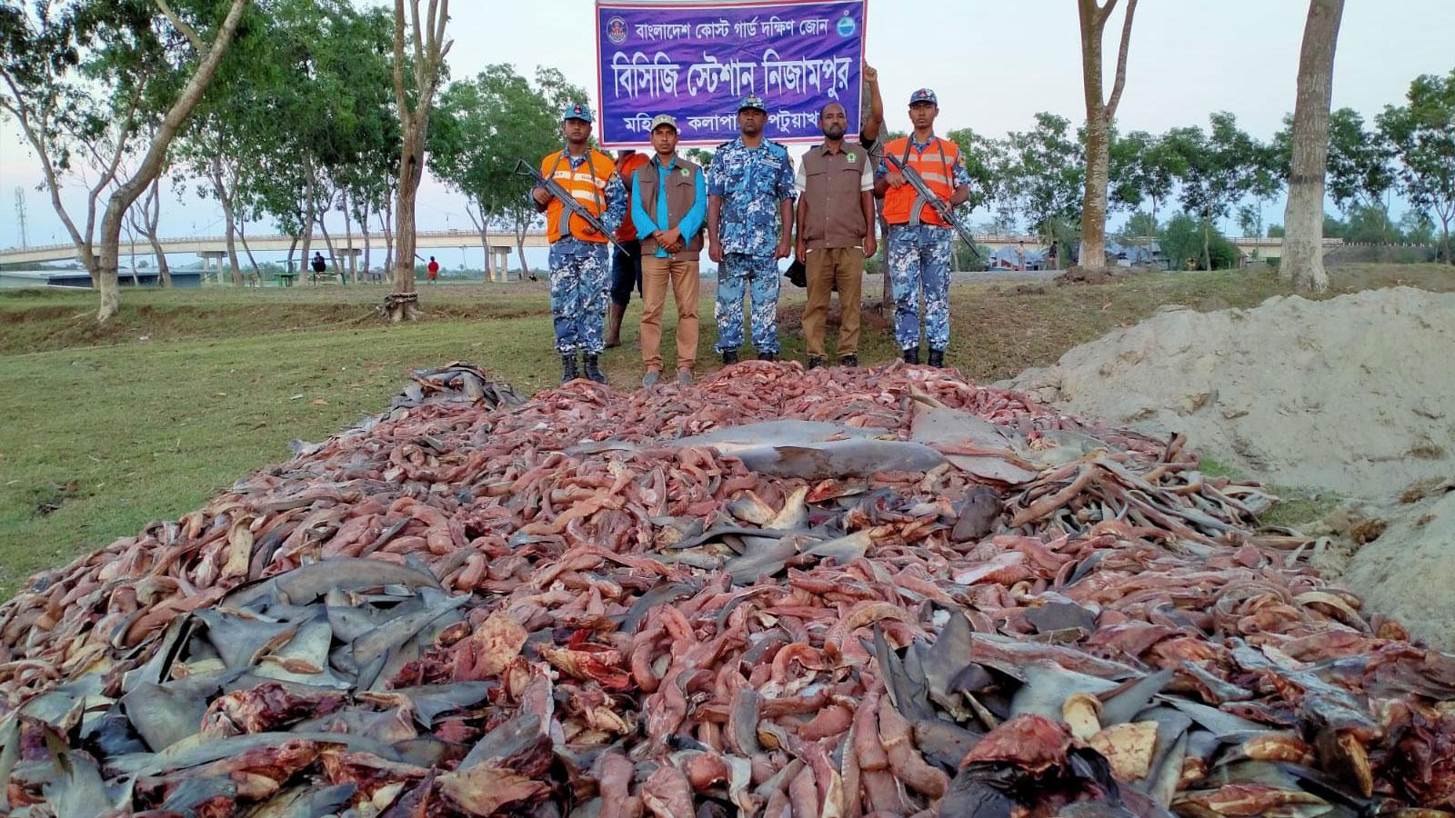 কলাপাড়ায় ১৫০ মণ অবৈধ হাঙর, ২০টি শাপলাপাতা মাছ জব্দ