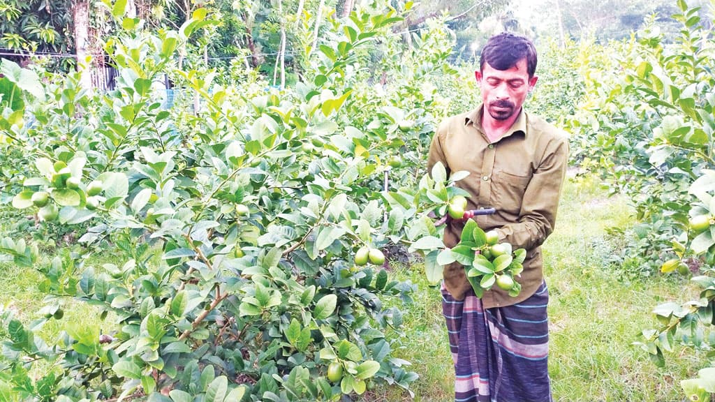 লেবু চাষে বাজিমাত