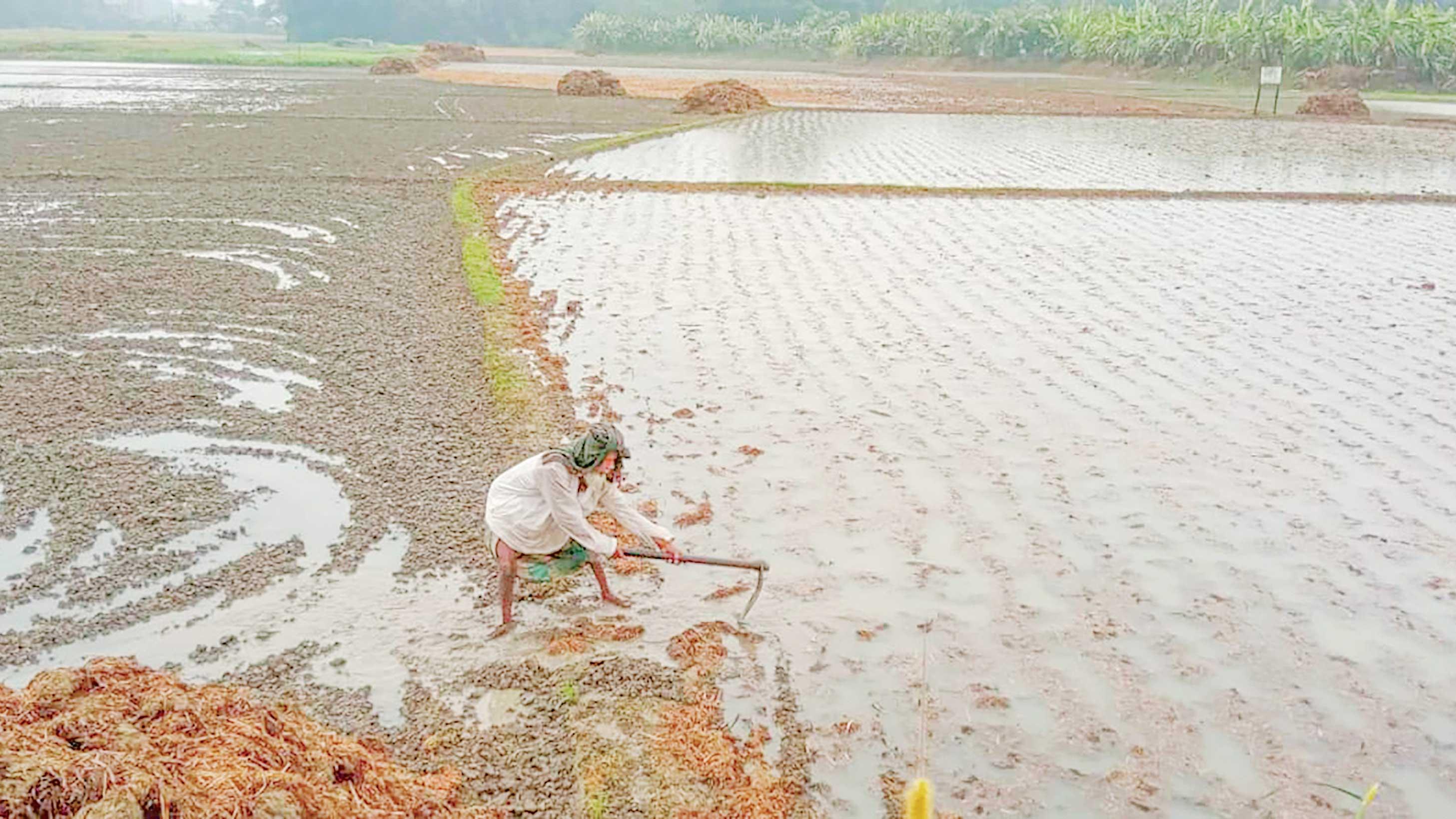 আলুচাষিদের মাথায় হাত