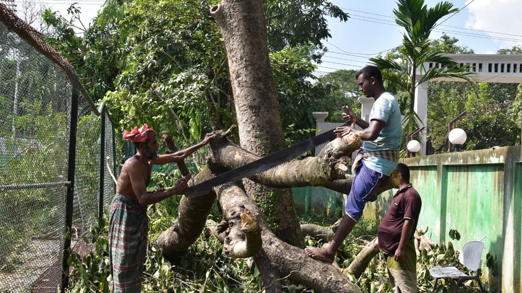 টেনিস কোর্টে পাতা পড়ে তাই কাটা হচ্ছে ছায়াদার বৃক্ষ 