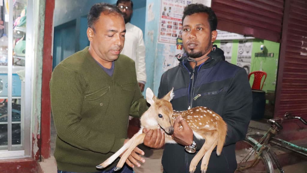 নিঝুম দ্বীপে পাওয়া হরিণশাবকটি বন বিভাগে হস্তান্তর