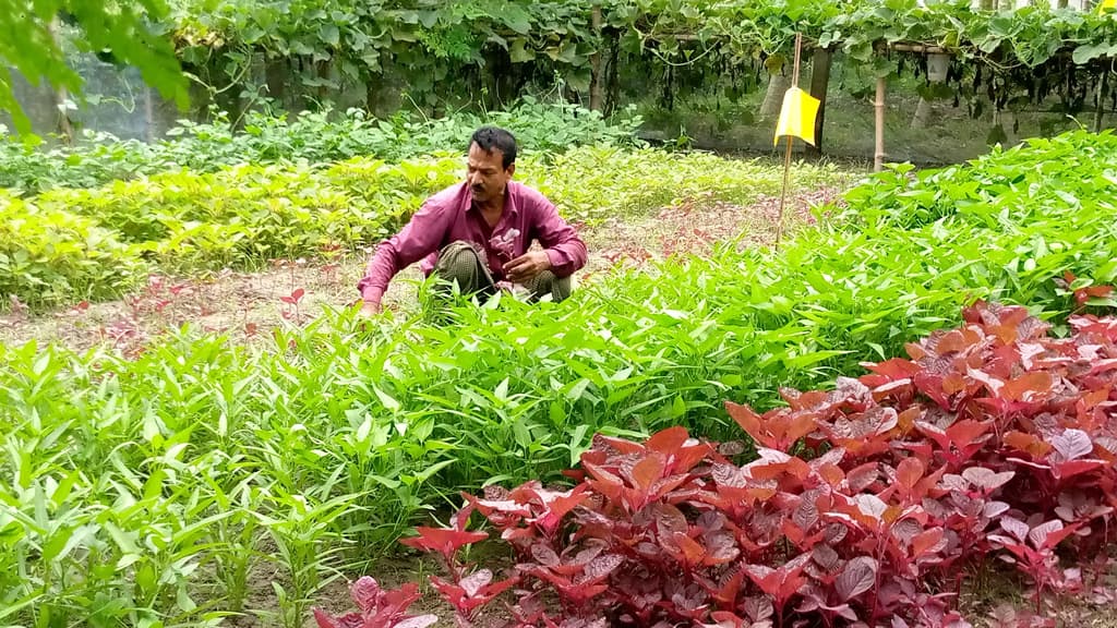 সাড়া ফেলেছে প্রদীপের পারিবারিক পুষ্টিবাগান