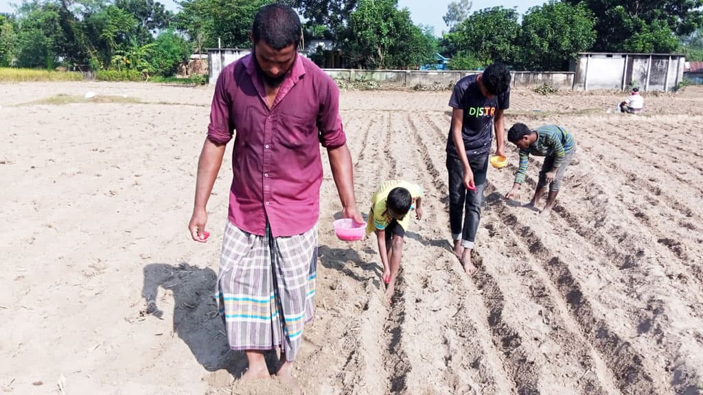 লাভের আশায় আগাম ভুট্টা চাষে ঝুঁকছেন ফুলবাড়ীর কৃষকেরা