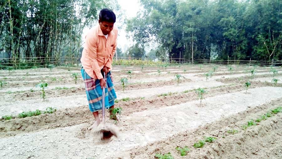 একই জমিতে পেঁপে   ও আলু চাষ