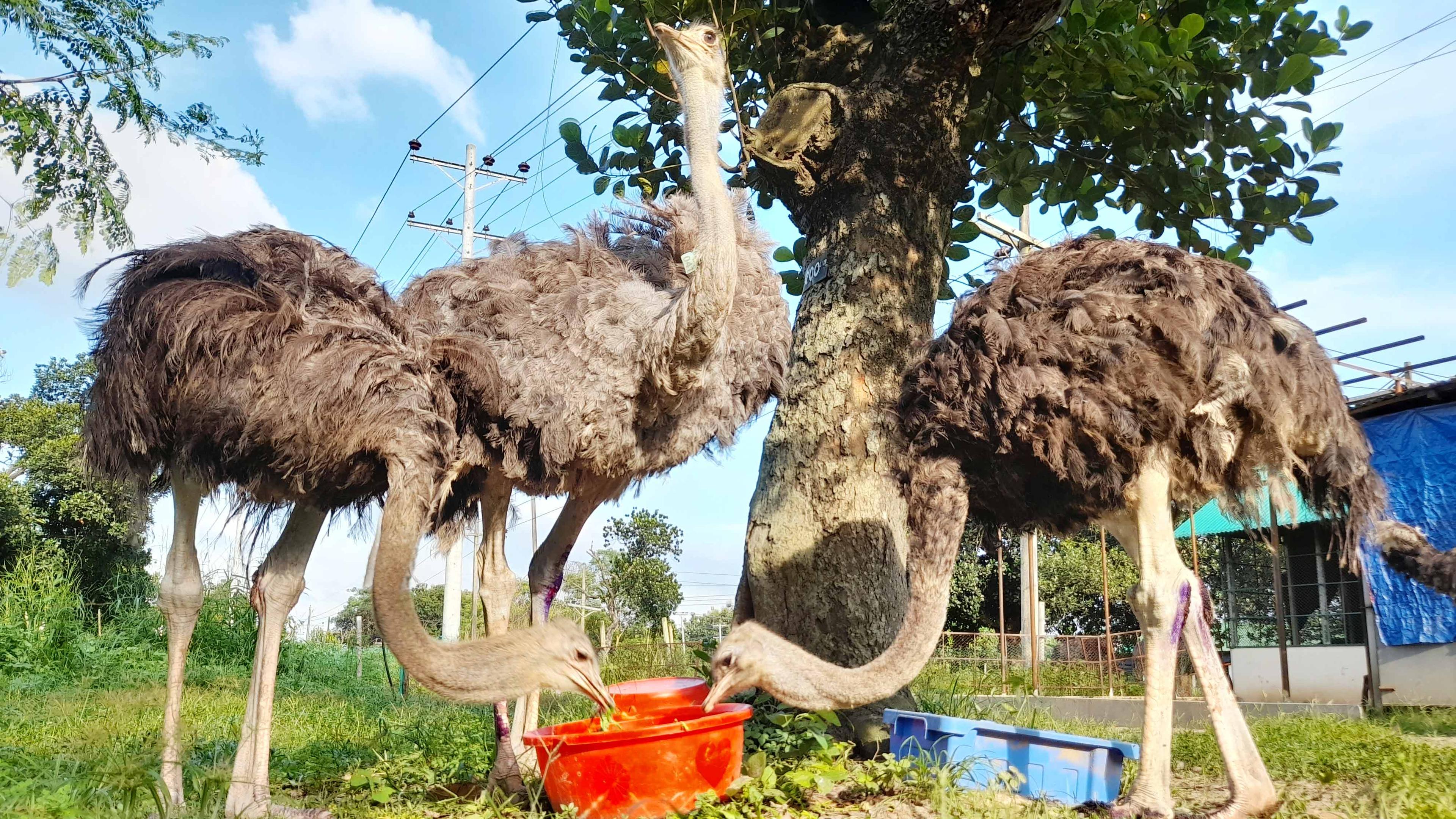 বাংলাদেশে মাংস উৎপাদনে গরুর বিকল্প হবে উটপাখি