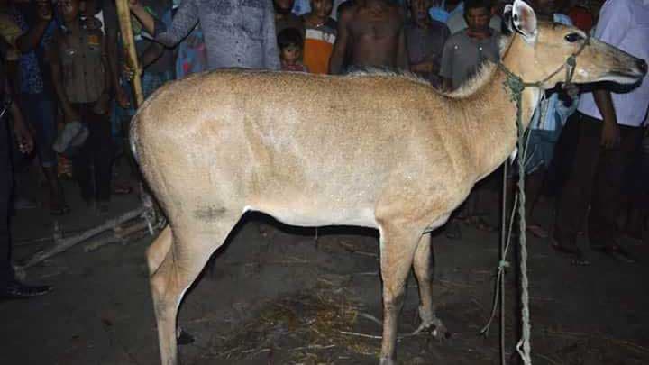 ঠাকুরগাঁওয়ে বিলুপ্ত নীলগাইয়ের দেখা মিলছে