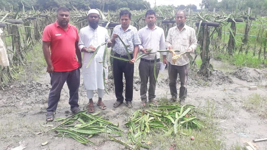 ৪০০ ড্রাগনগাছ কেটে ফেলল দুর্বৃত্তরা