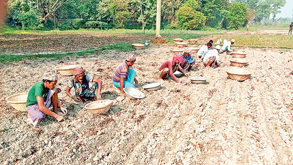 নতুন আলুর ফলন কম দাম নিয়ে শঙ্কা কৃষকের