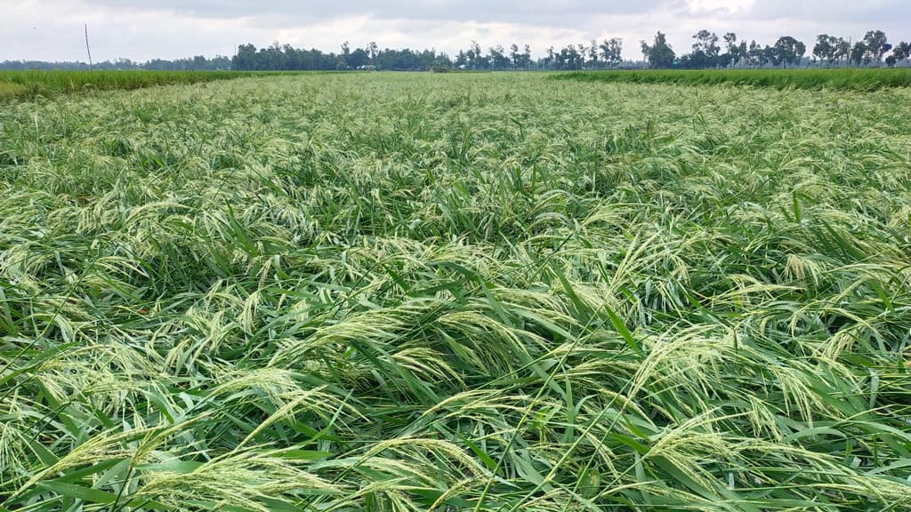 আমন ধান ও মৌসুমি সবজির ব্যাপক ক্ষতি