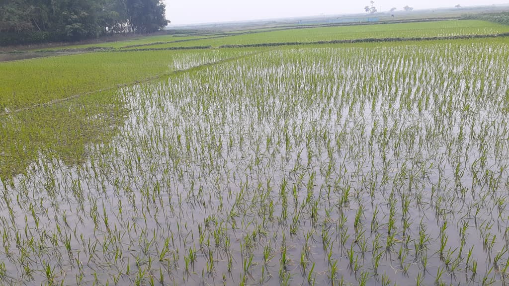 পৌষের বৃষ্টিতে কৃষকের স্বস্তি