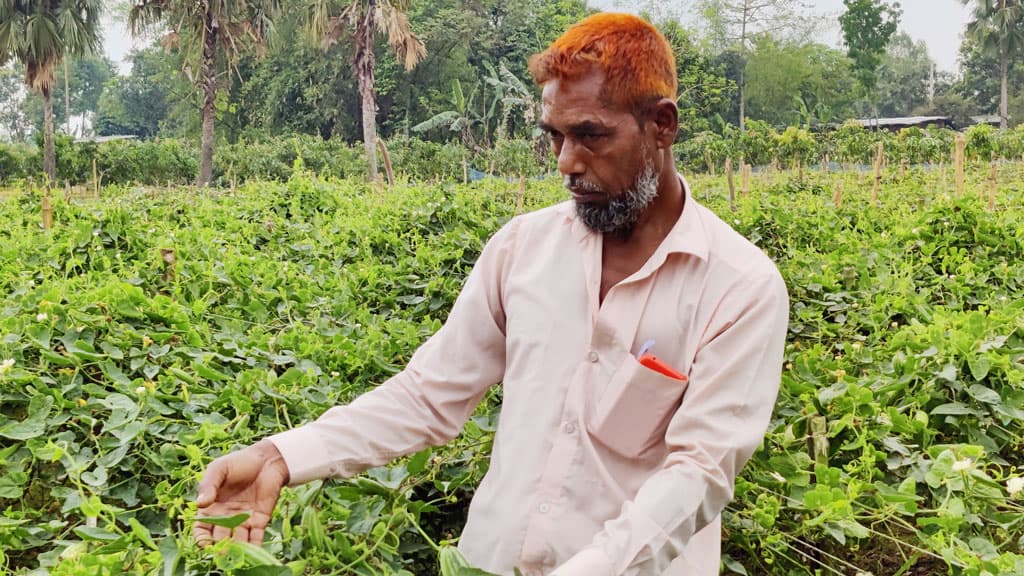 পটোল চাষে স্বাবলম্বী সুজাউল