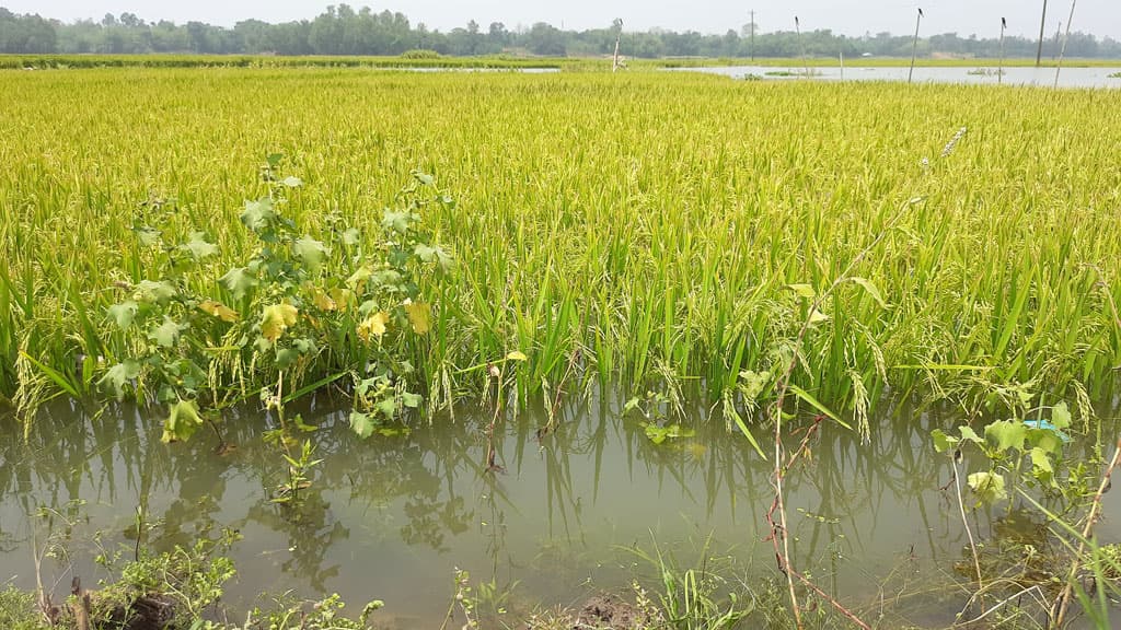 মির্জাপুরে ধানকাটা শ্রমিকের সংকট, বিপাকে কৃষকেরা