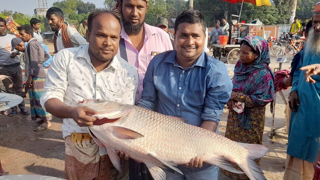 পদ্মায় ধরা পড়ল ২১ কেজির কাতল, বিক্রি ২৮ হাজার টাকায়