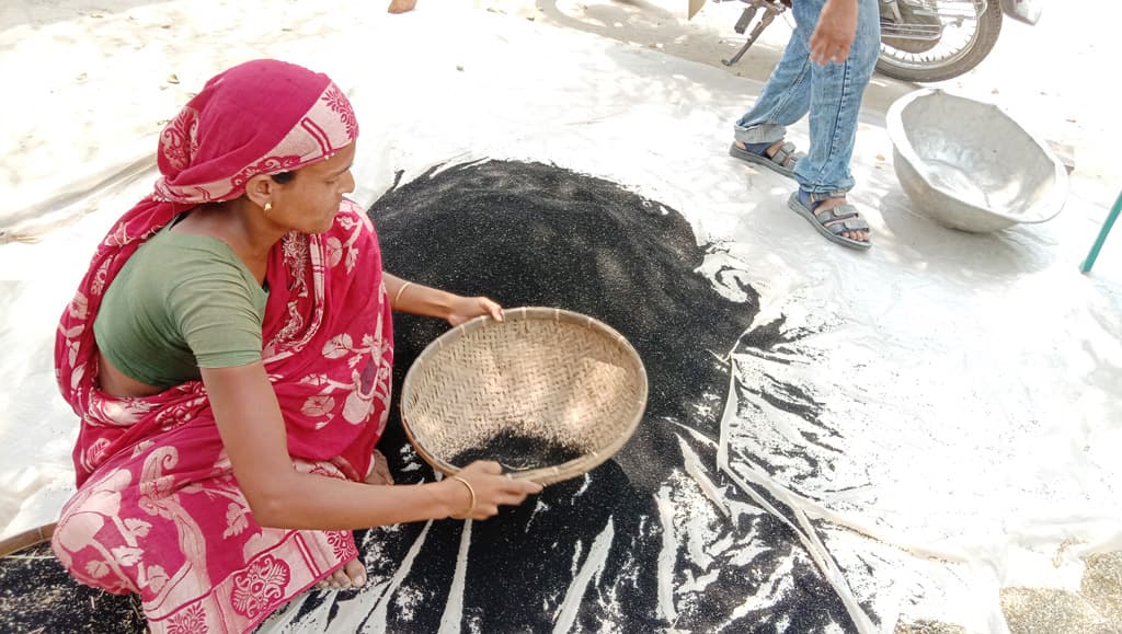 হরিরামপুরের চরাঞ্চলে কালোজিরা চাষে লাভবান কৃষক