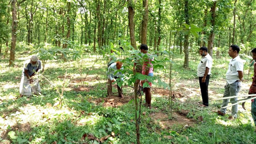 ভাওয়াল শালবনের হারানো চিত্র ফেরানোর চেষ্টা