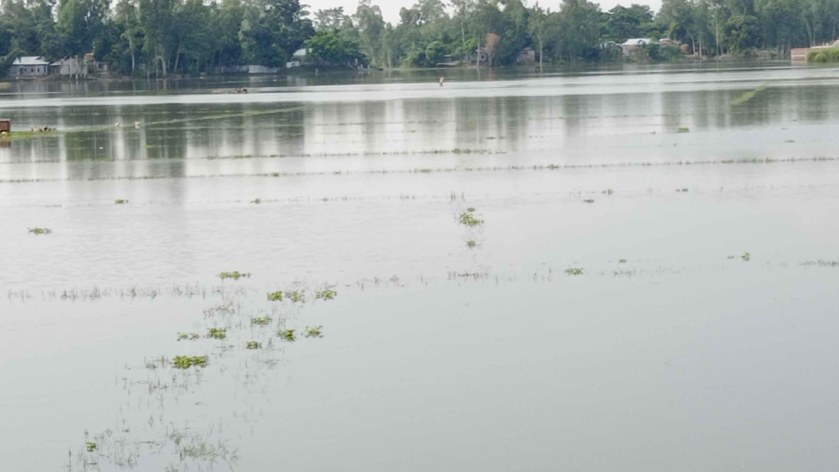 সেতুর মুখ বন্ধ, ২৫০ হেক্টর ফসলি জমি পানির নিচে