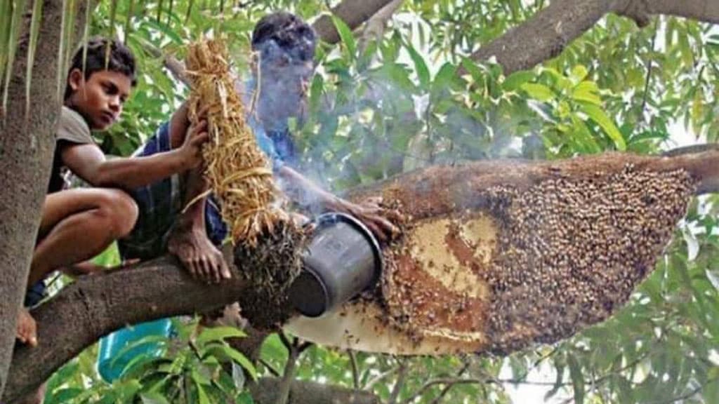 সুন্দরবনের মধু: মন্ত্রণালয়ে আবেদন ঝুলে আছে ৭ বছর, পরে আবেদন করে জিআই পেল ভারত