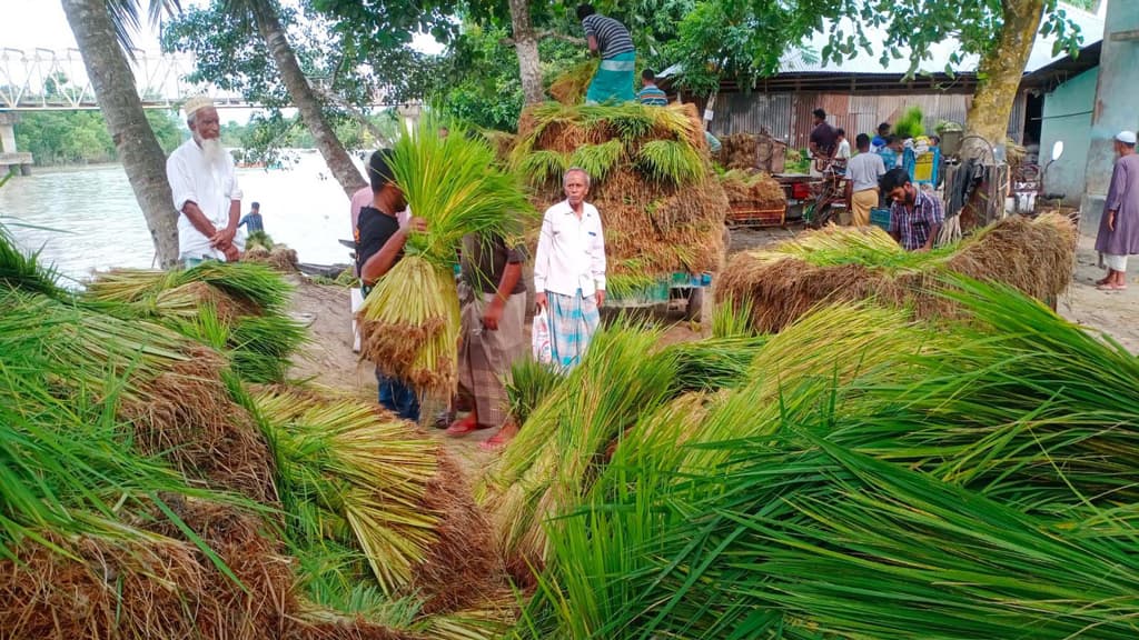 আমনের চারার সংকট, বেশি দামেও মিলছে না