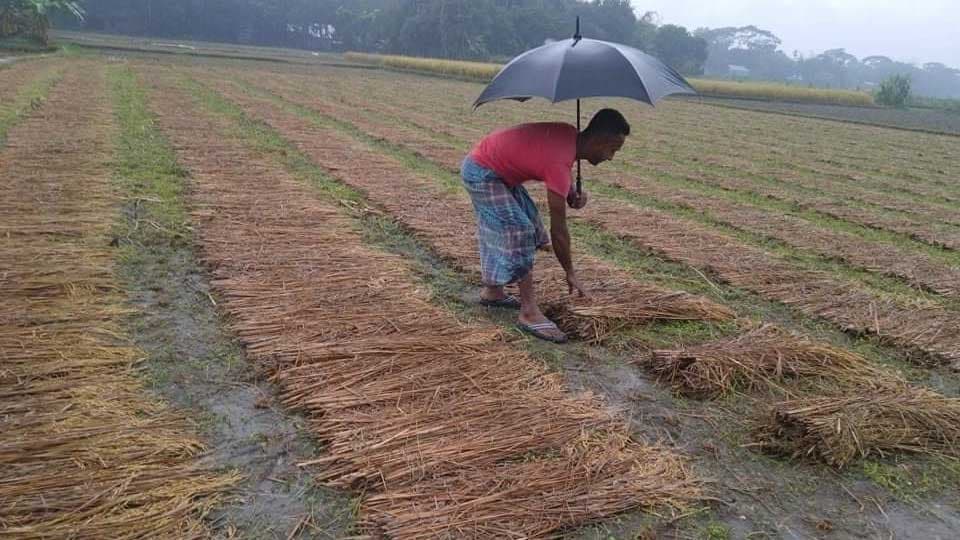 টানা বৃষ্টিতে কৃষকের হতাশা