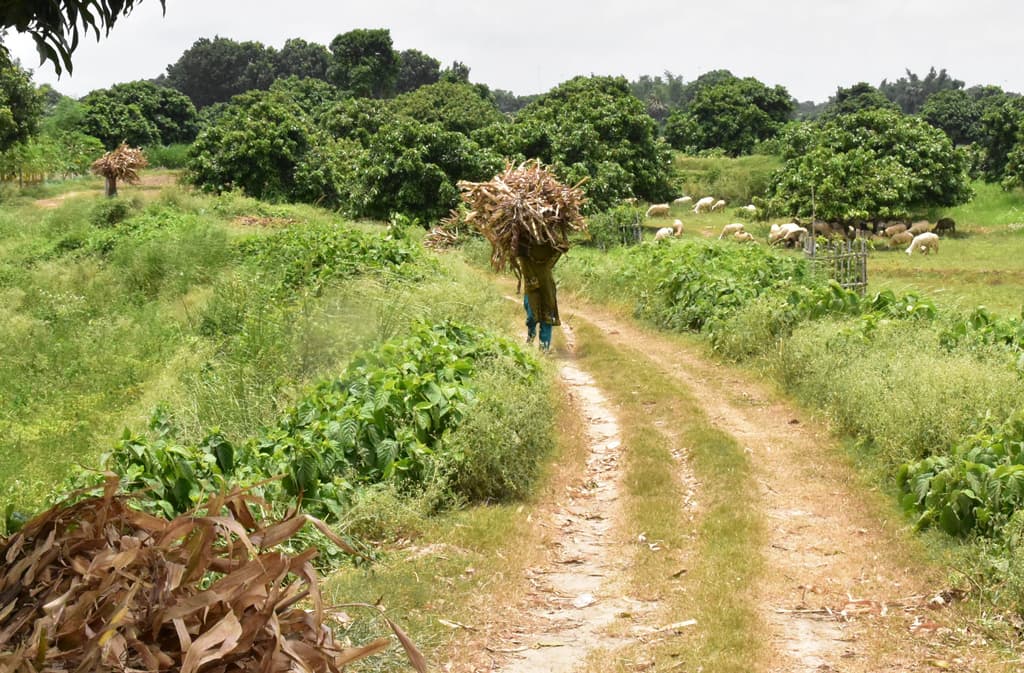 দিনের ছবি (৪ আগস্ট, ২০২৩)