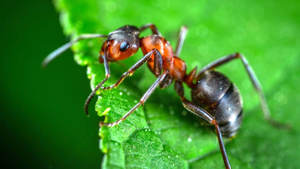 ফুসফুস ছাড়াই কীভাবে শ্বাস নেয় পিঁপড়া