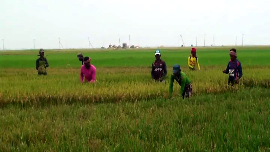 আধা পাকা ধান কাটছেন কৃষক