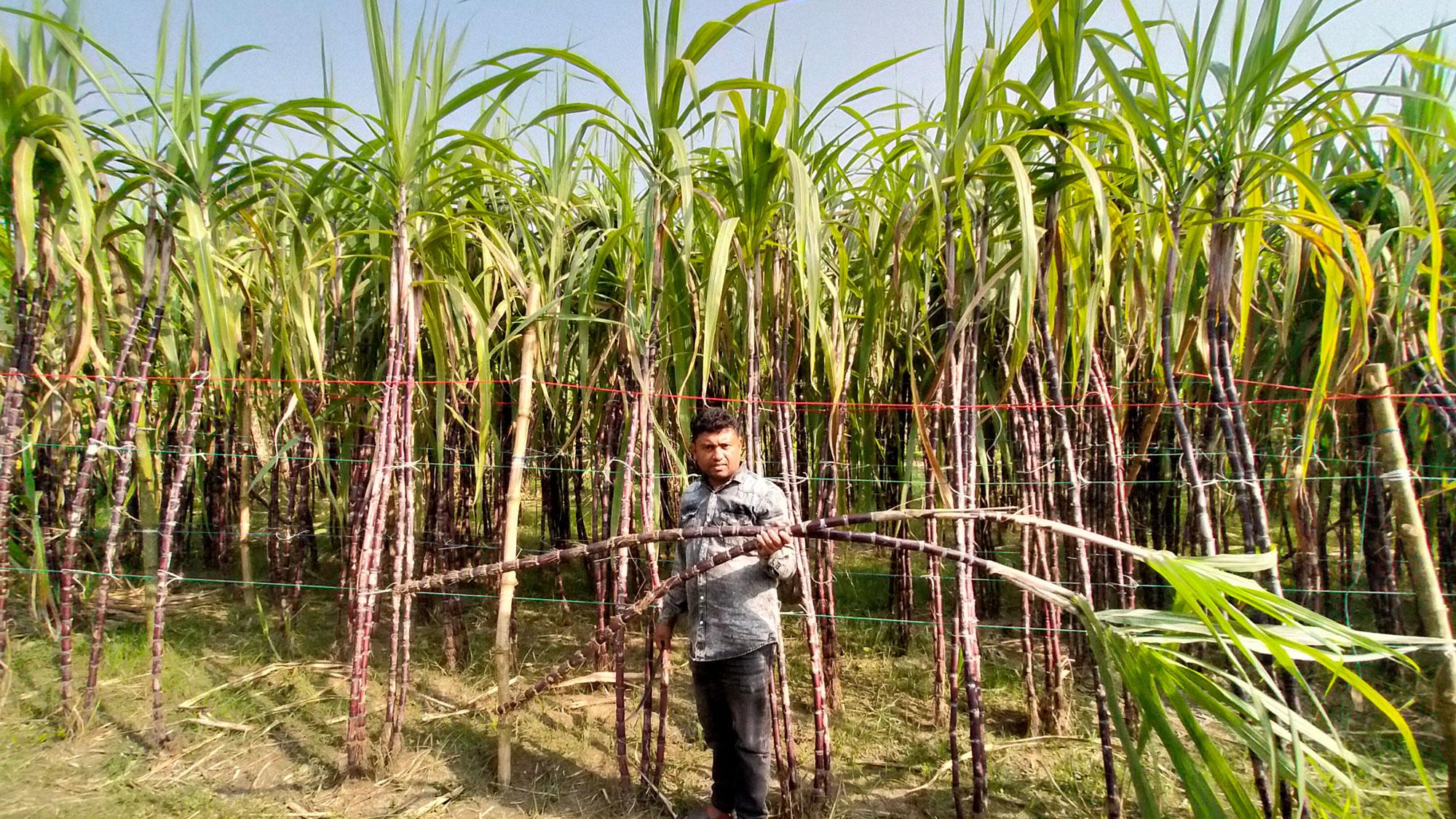 কুমারখালীতে আখ চাষে শাহিনের ভাগ্যবদল