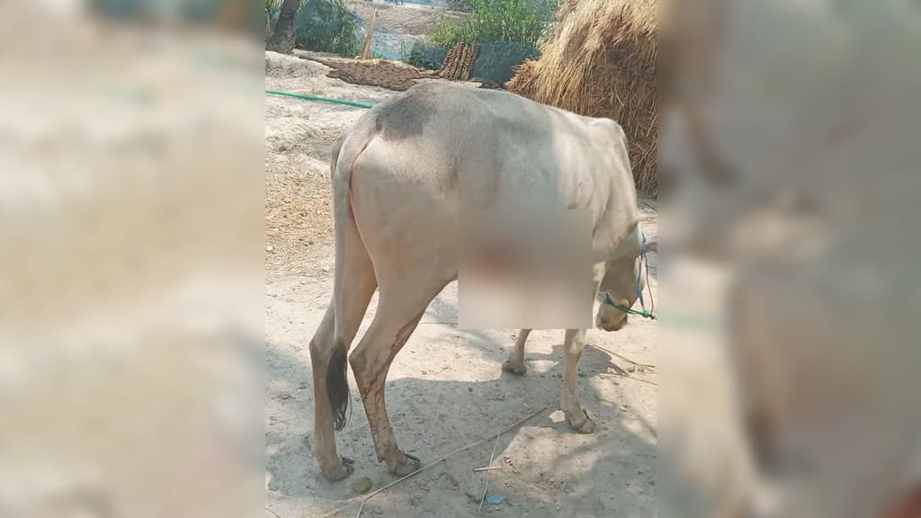 গরুর পেটে কাস্তে ঢোকানোর ঘটনা ১৮ হাজার টাকায় মীমাংসা