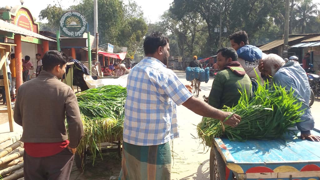 গমের কাঁচা গাছ কেটে বিক্রি