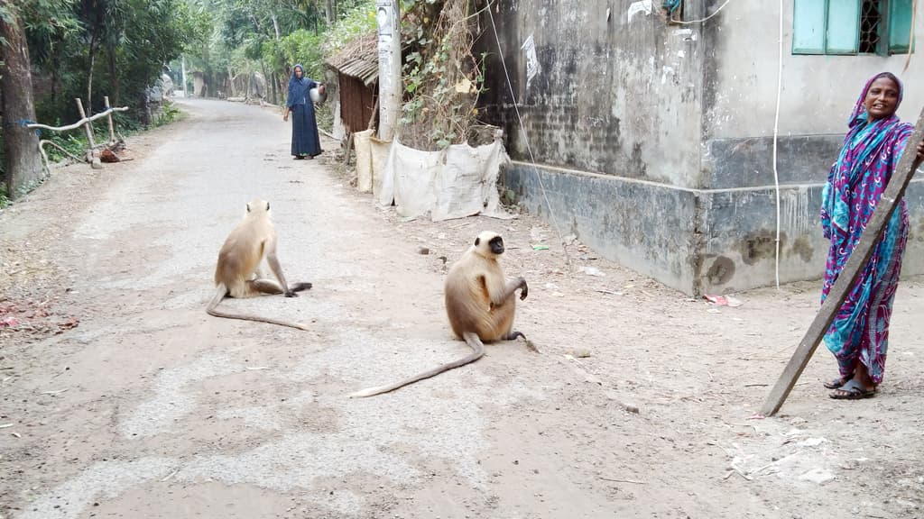 খাবারের সন্ধানে কেশবপুর থেকে পাটকেলঘাটায়